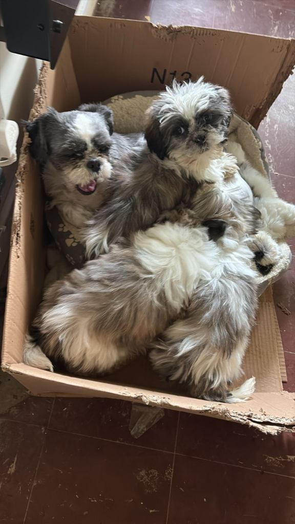 Adorable Shih Tzu Male Teacup for Adoption. - Dog in Location not available