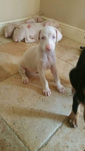 Unique Albino Doberman Puppies. - Dog in Location not available