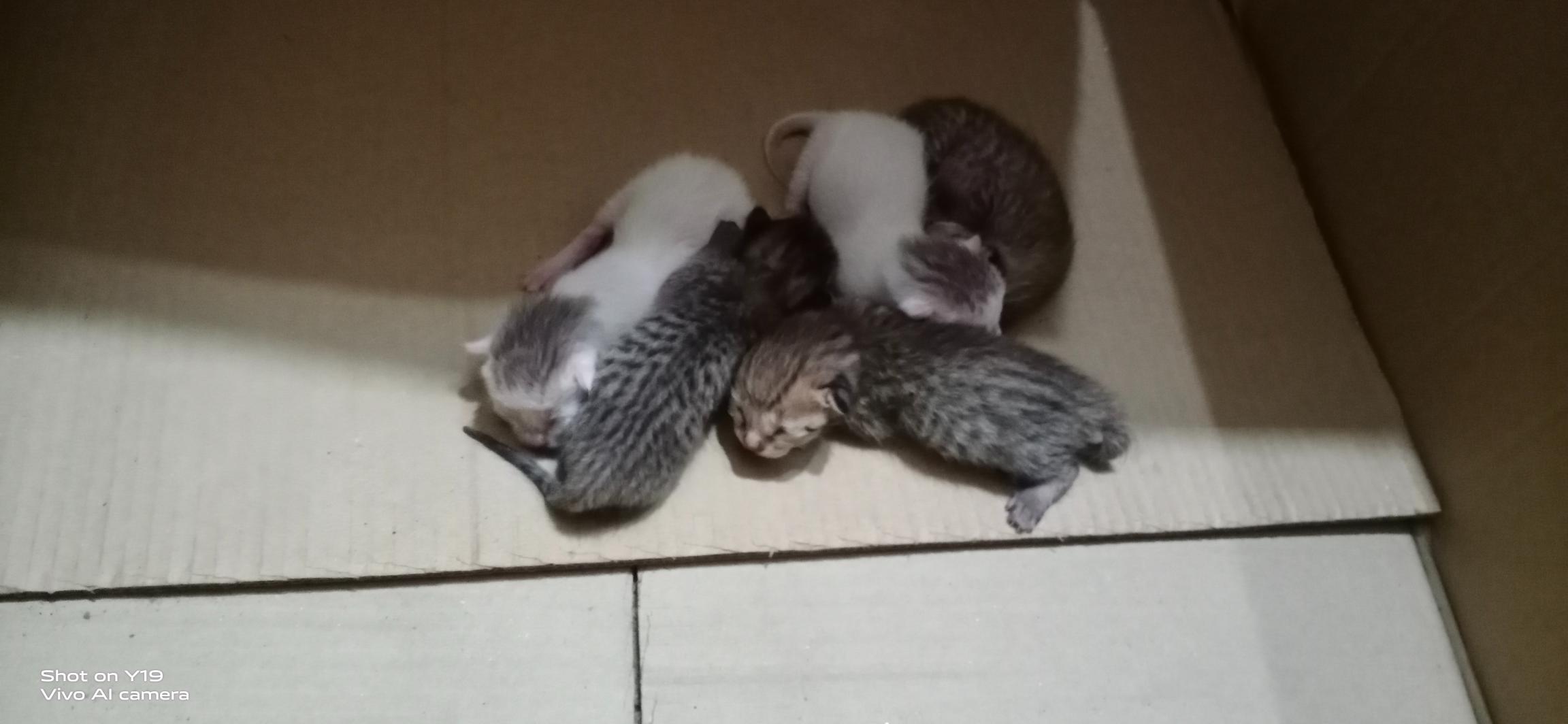Kittens for sale - Cat