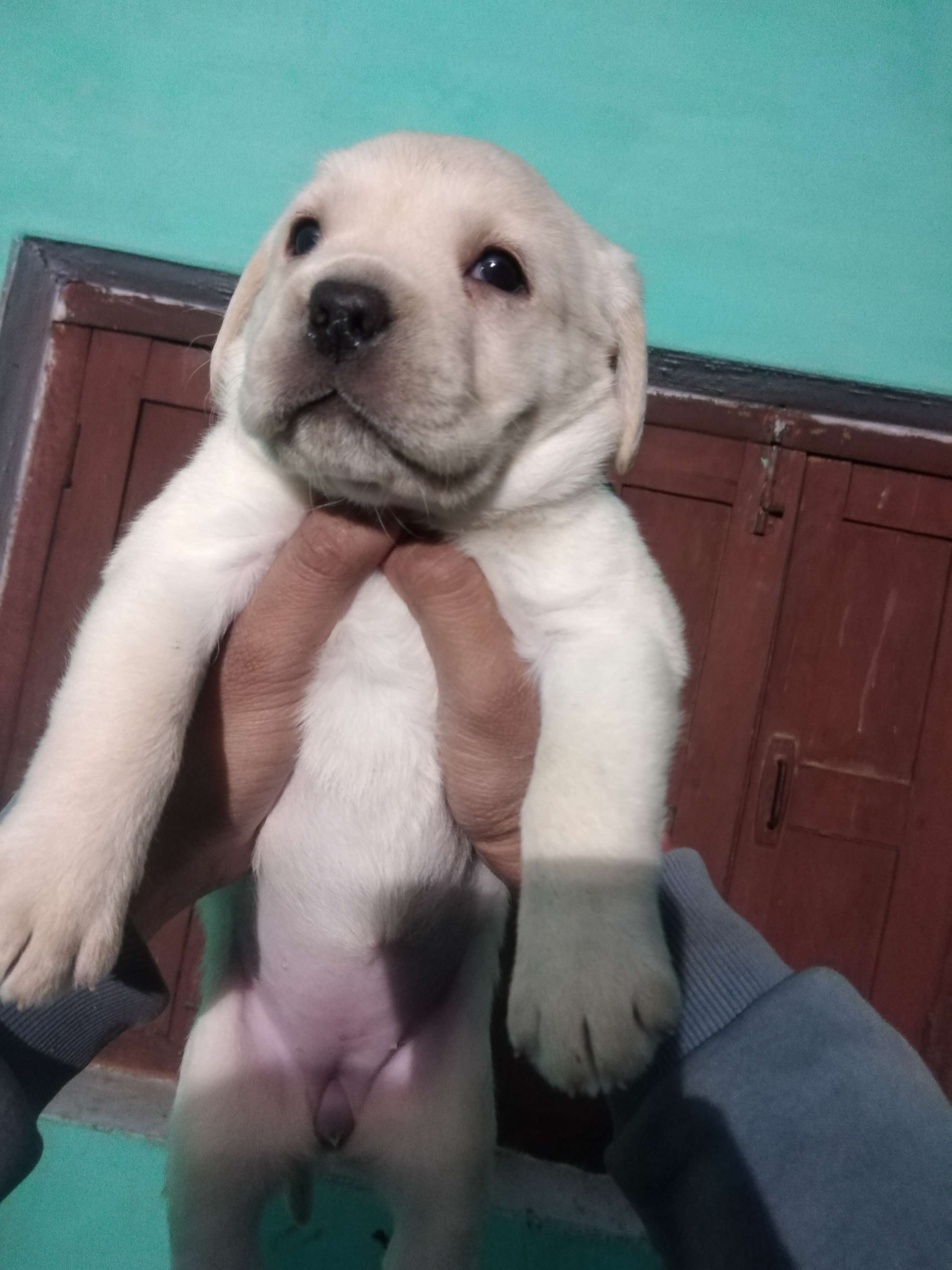 Labrador puppies  - Dog