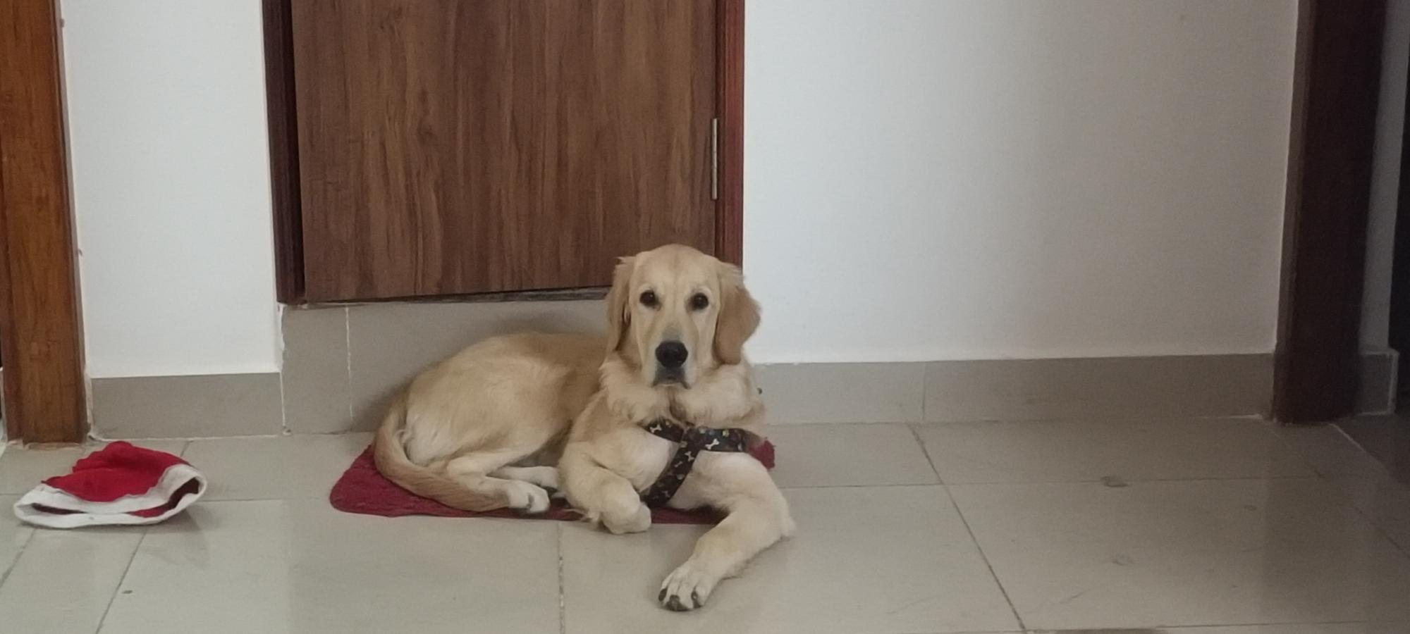 Freddie (golden retriever) - Dog