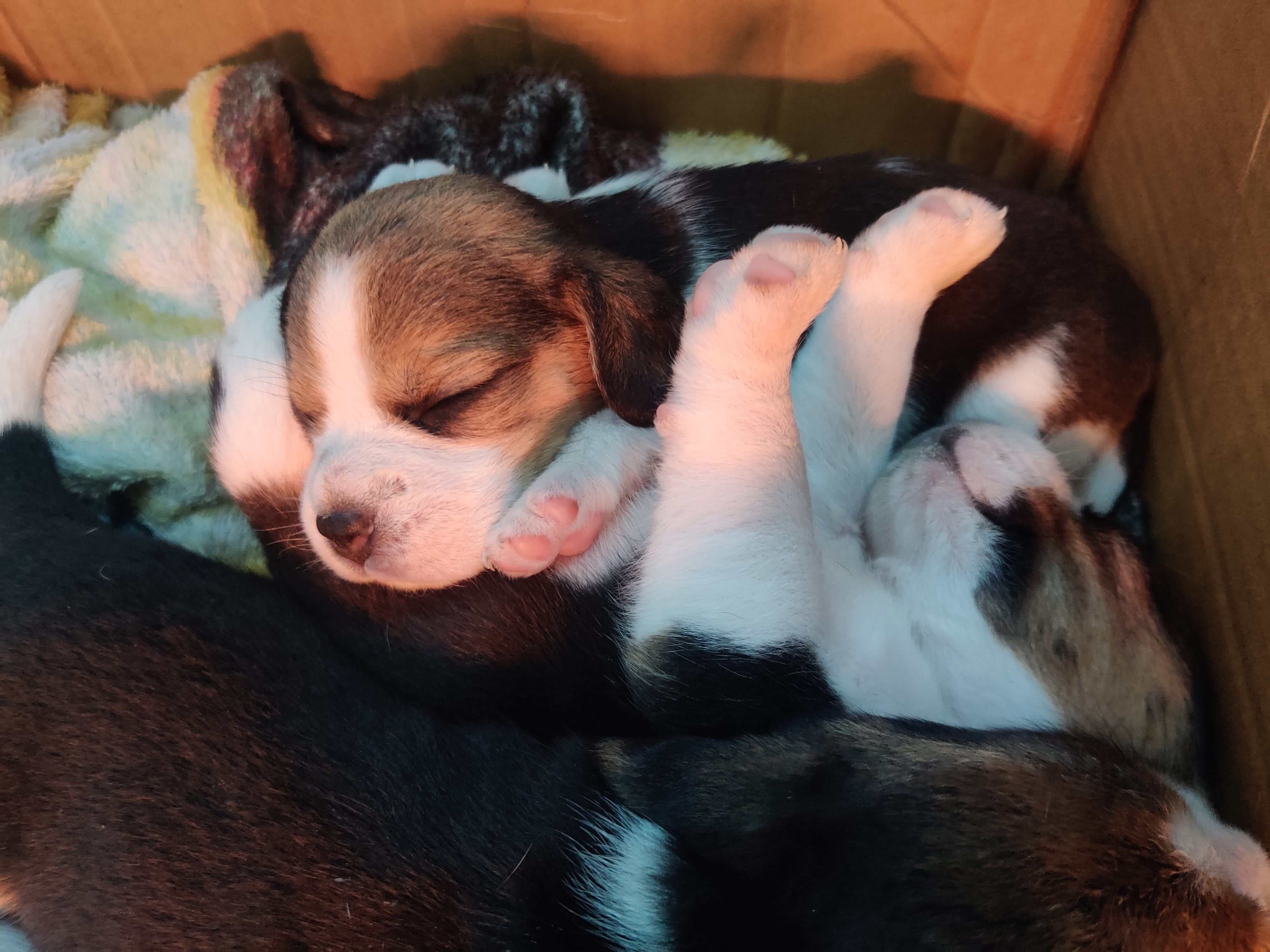 Beagle puppies  - Dog