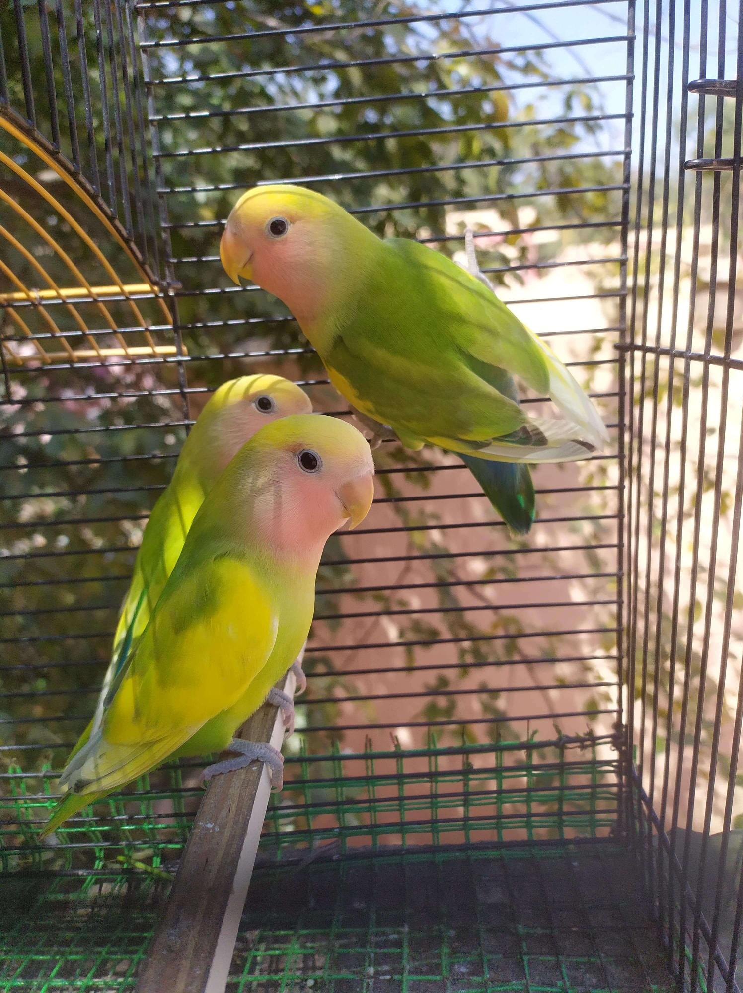 African Love Birds - Birds