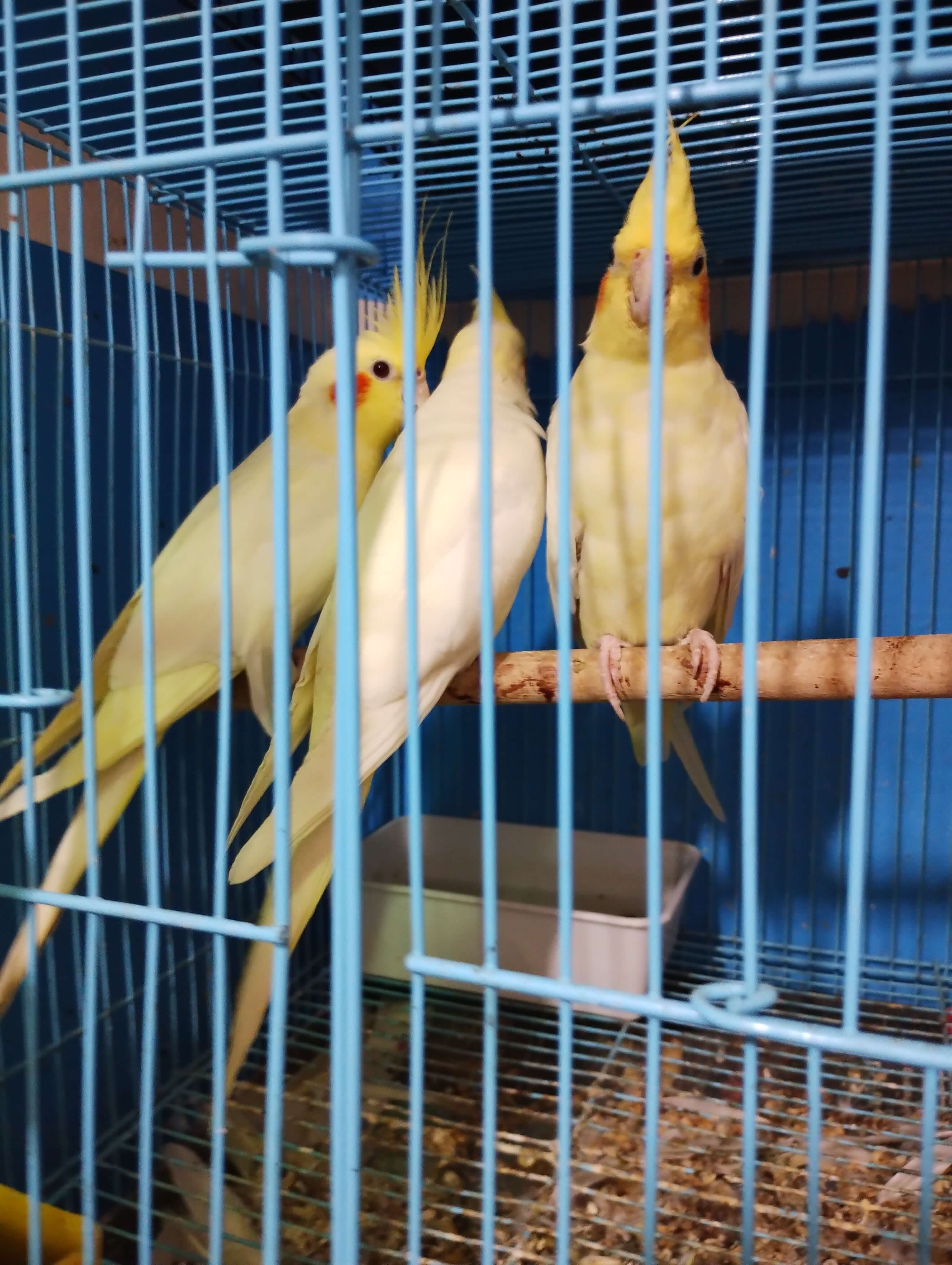 Lutino cocktails for sale - Birds