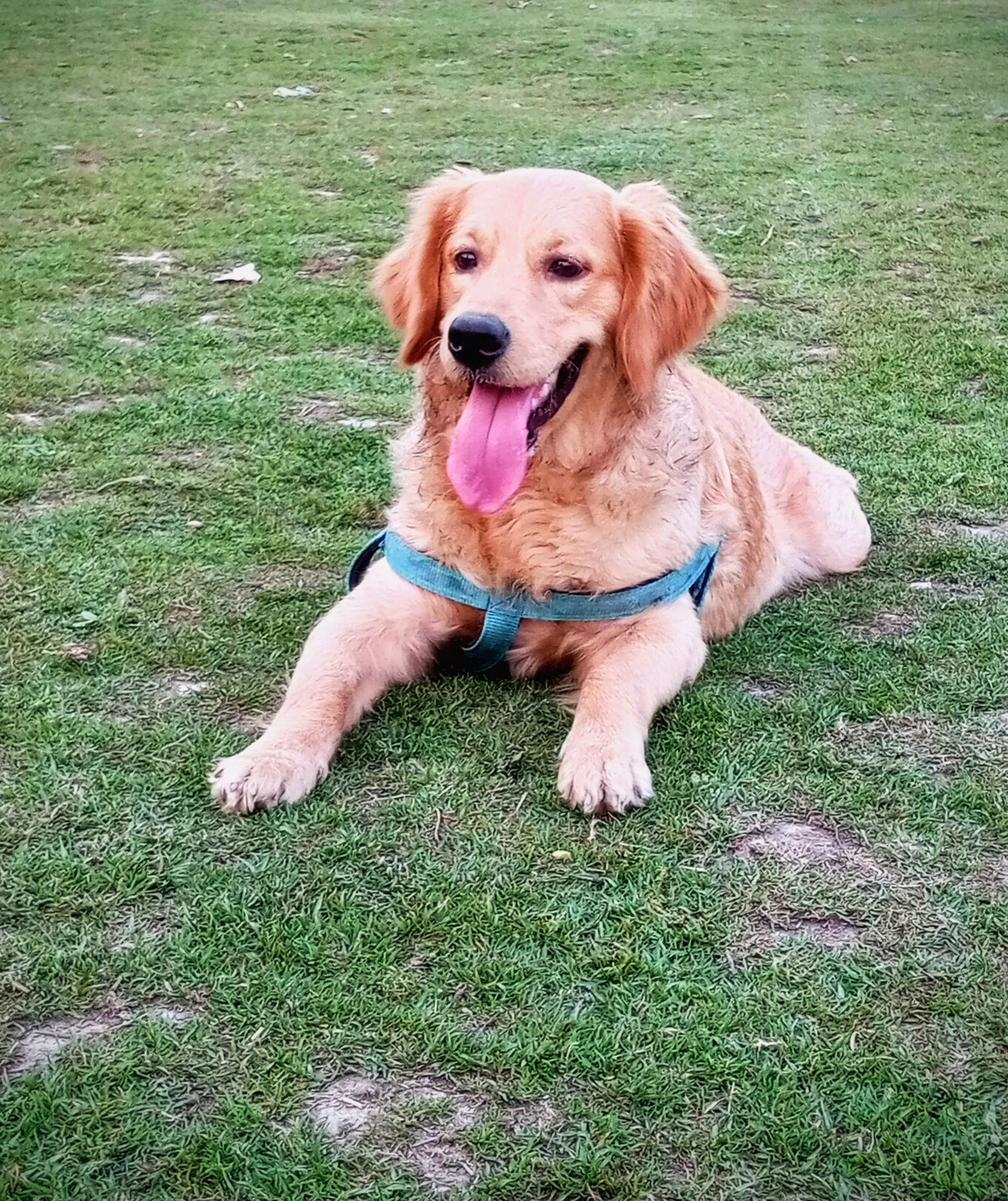 Golden retriever Female  - Dog