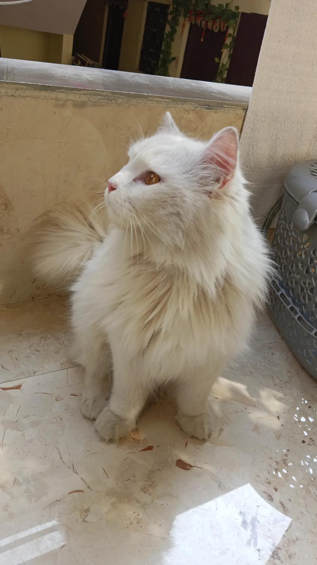 Turkish Angora for sale - Cat