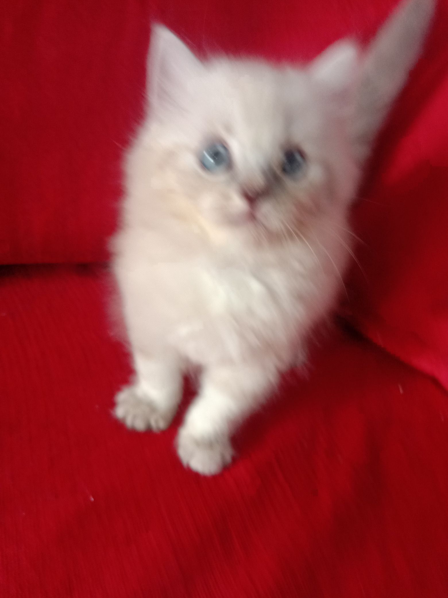 Persian kittens  - Cat