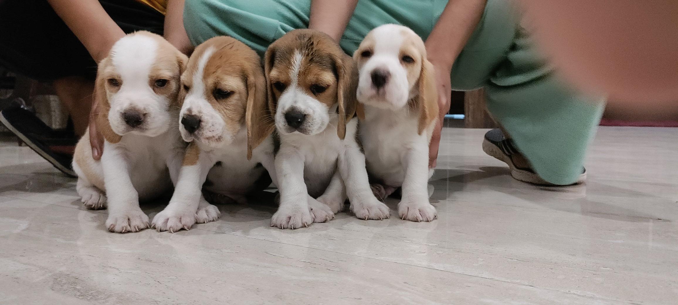 4 male beagle puppies available for sale  - Dog