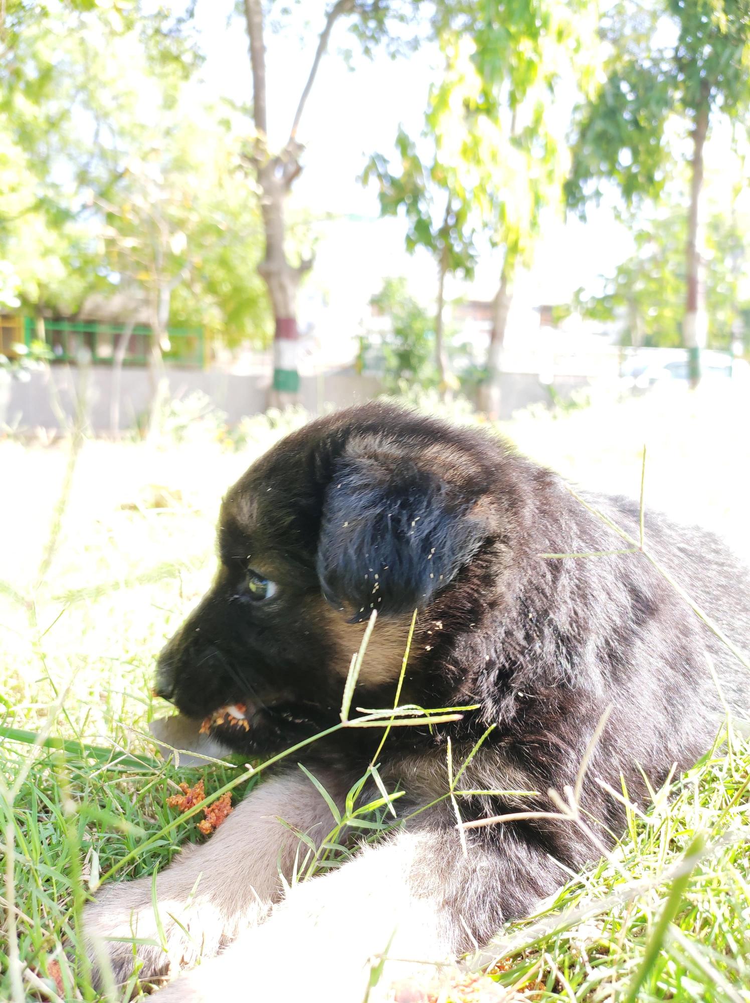 German shepher - Dog