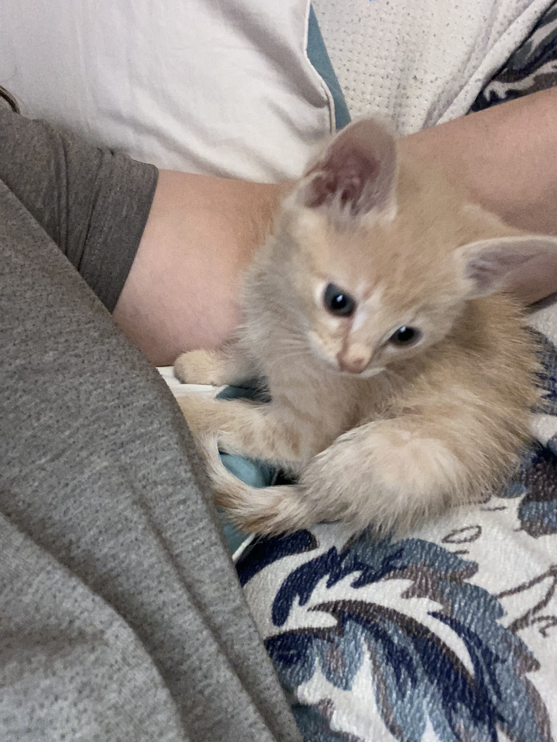 Reigning kittens - Cat