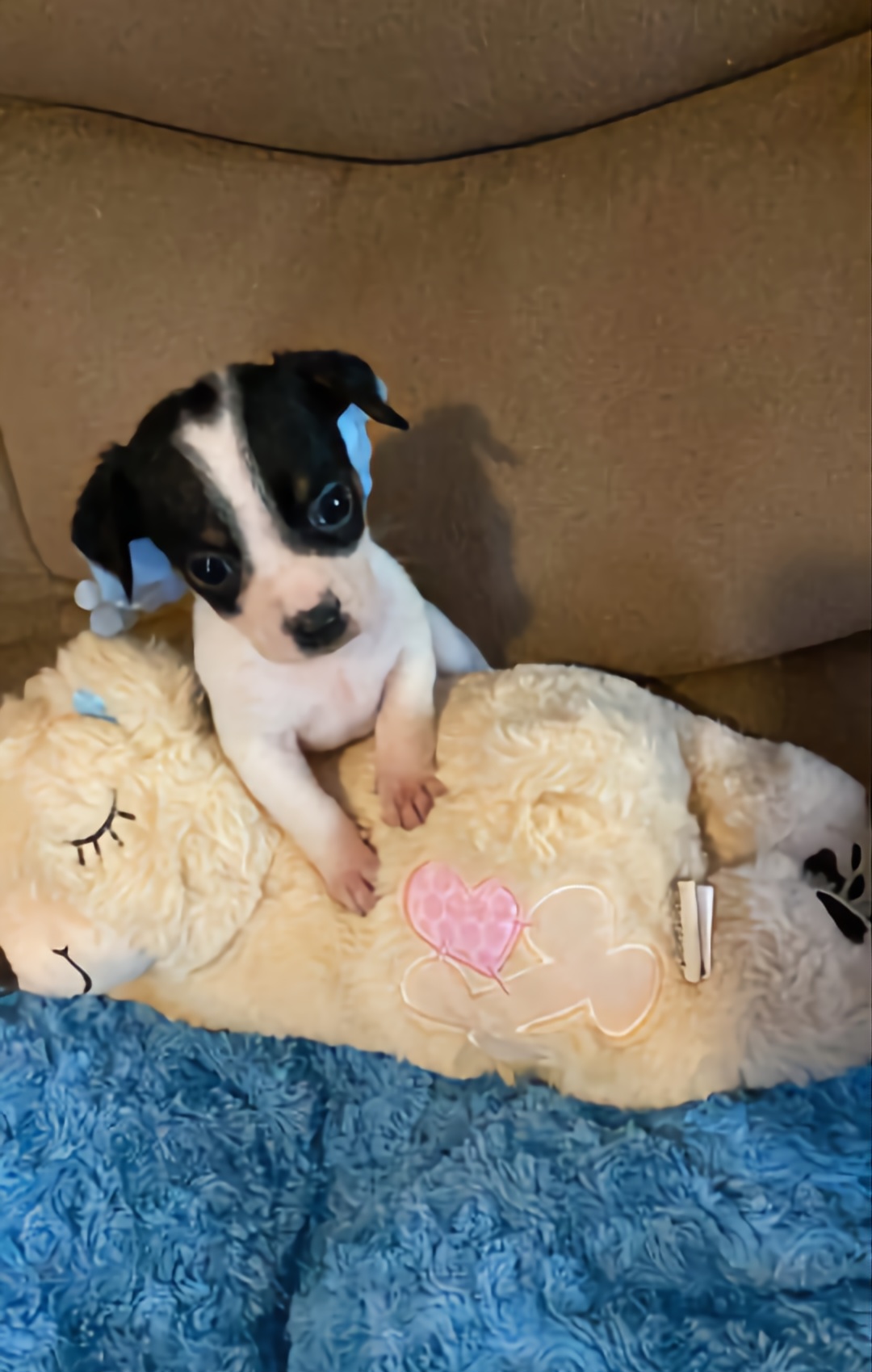 Miniature dachshund  - Dog