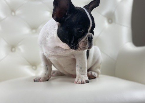 Happy AKC French Bulldog puppies ready - Dog