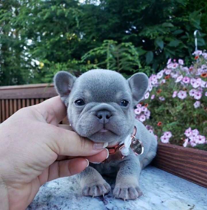 Gorgeous AKC French Bulldog puppies - Dog