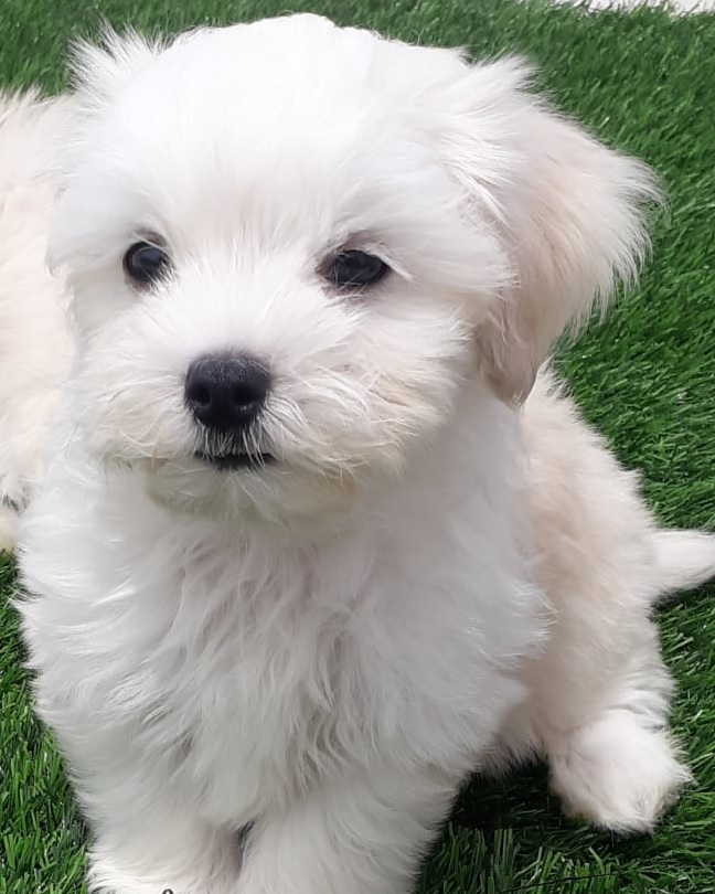 Buy Maltese dogs online in Mumbai from Breed n Breeder in all price ranges - Dog