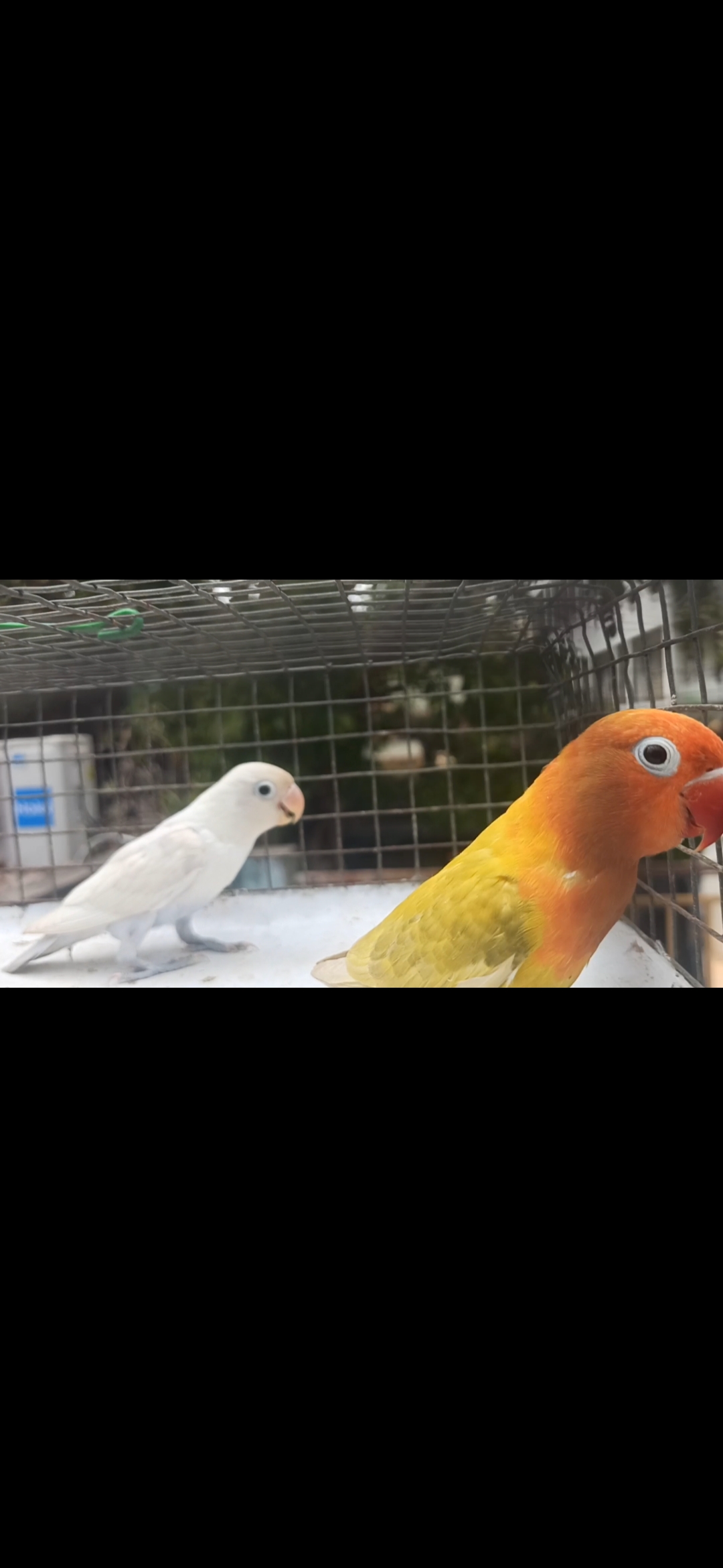 Red eye splits alb 2 pair for sale  - Birds