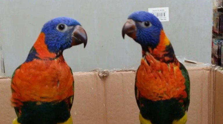 Fully tamed red collar lorikeet  - Birds