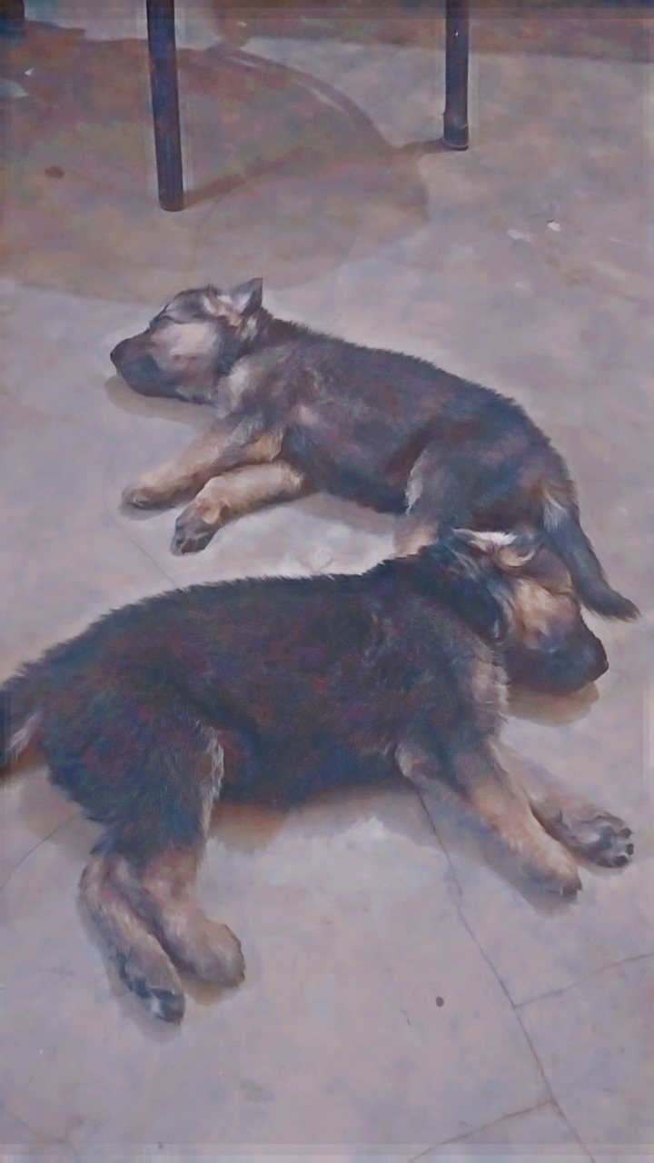 German shepherd puppies for sale  - Dog