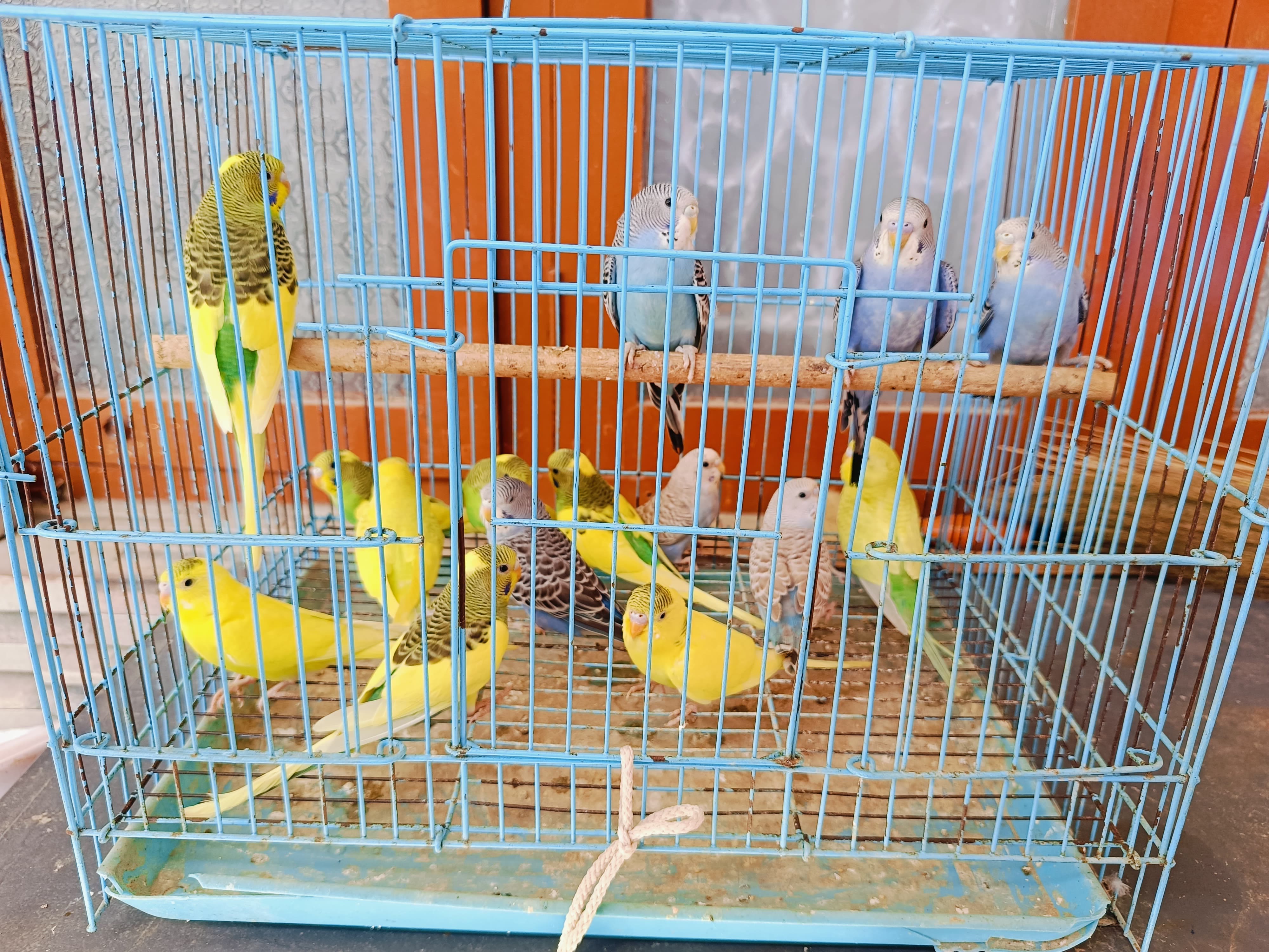 Good Quality Budgies for sale - Birds in Location not available