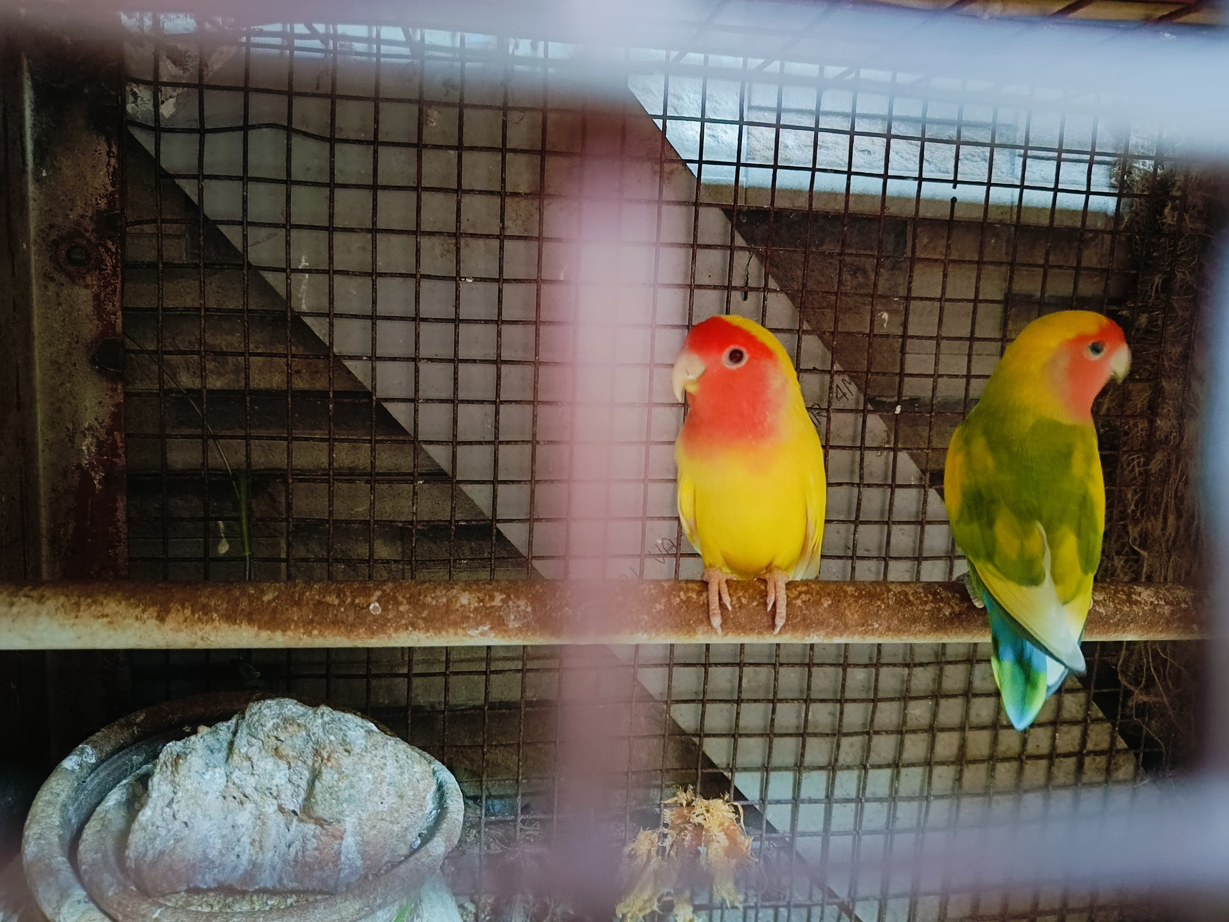 African Love Birds for sale - Birds in Location not available