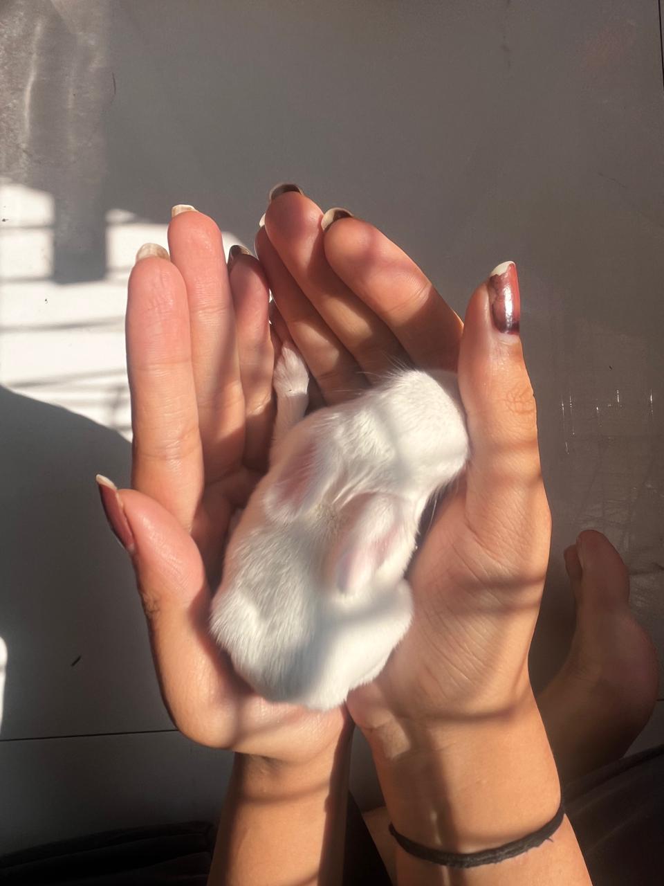 rabbits for adoption - Rabbit in Location not available