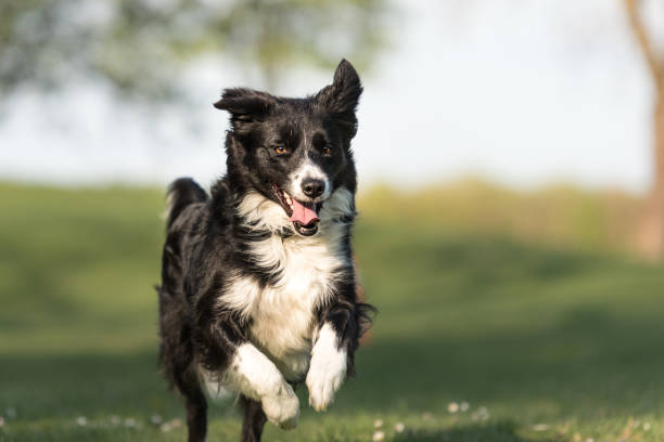 Buy and Sell Border Collie Dogs & Puppies online in Mumbai from Breed n Breeder - Dog