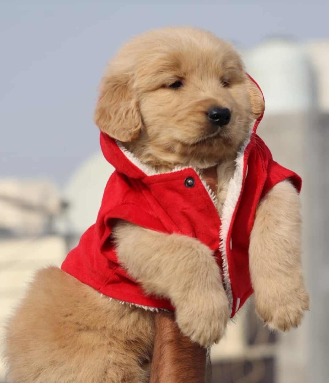 Buy online Golden Retriever dogs near you in Mumbai - Dog