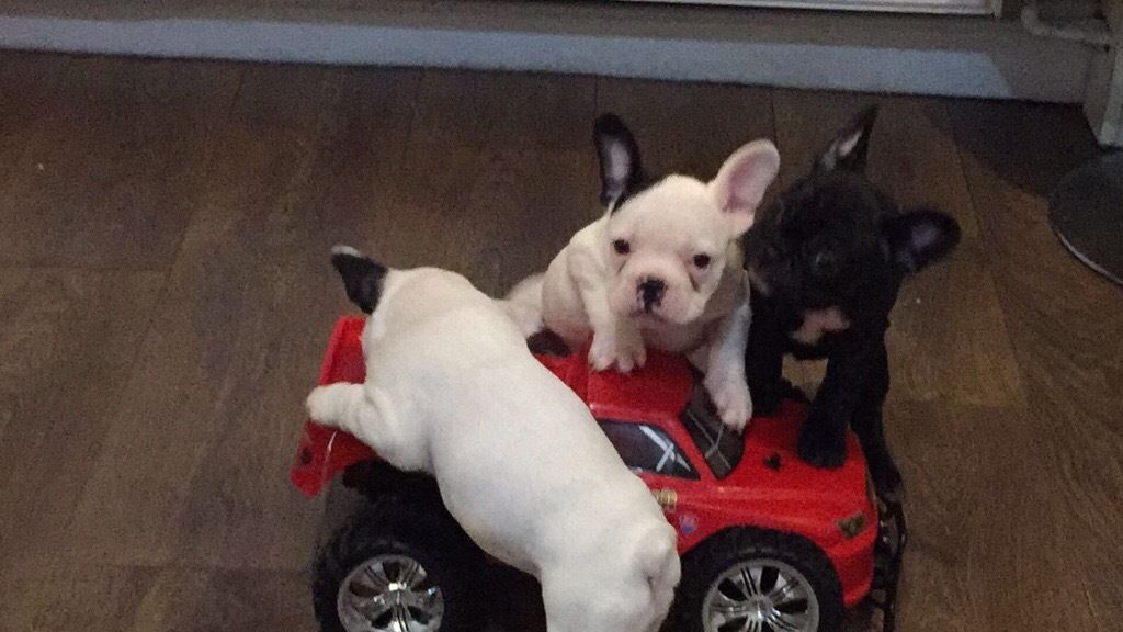 French Bulldog - Dog