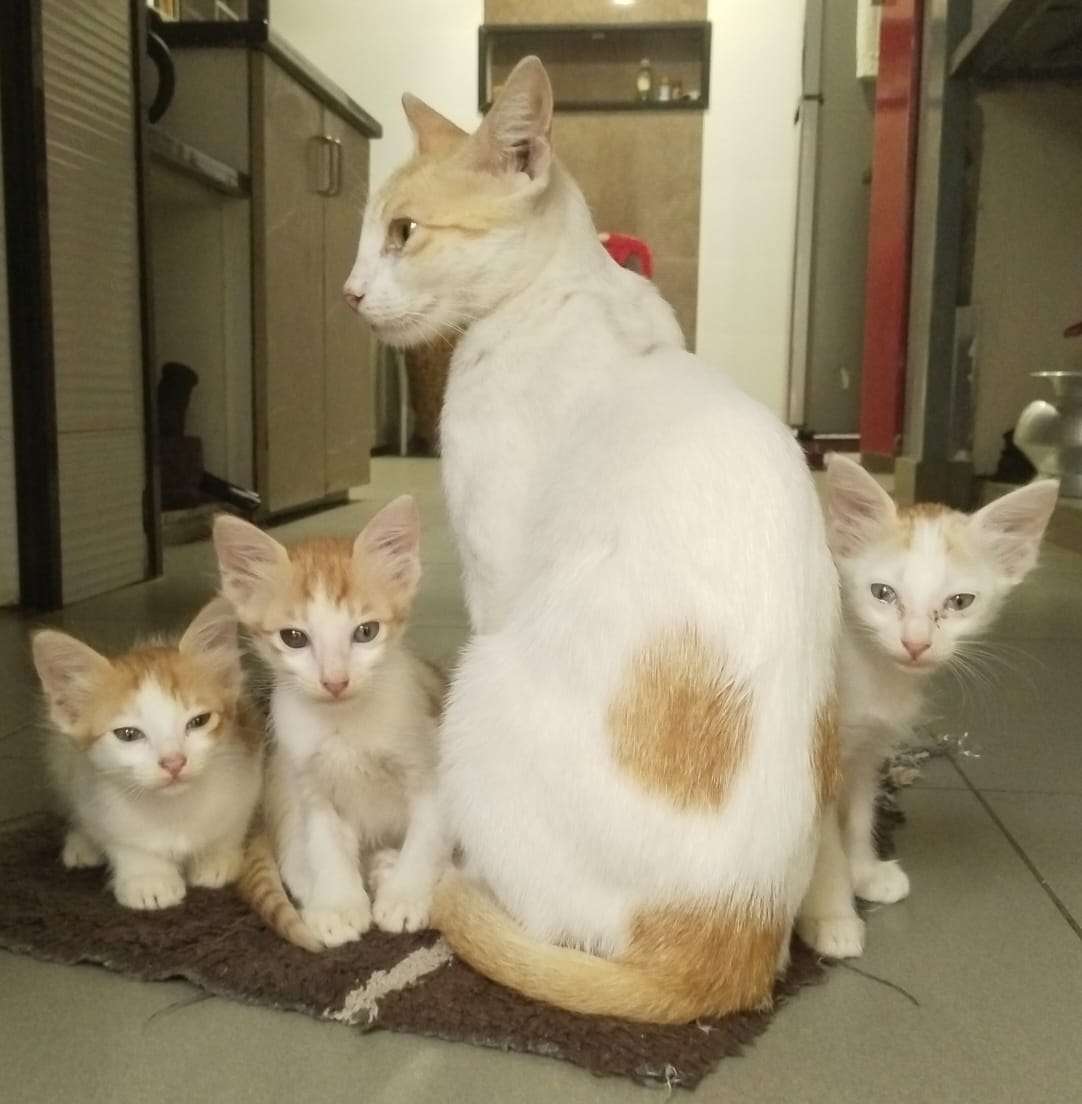 Healthy and friendly Cats for Sale - Cat