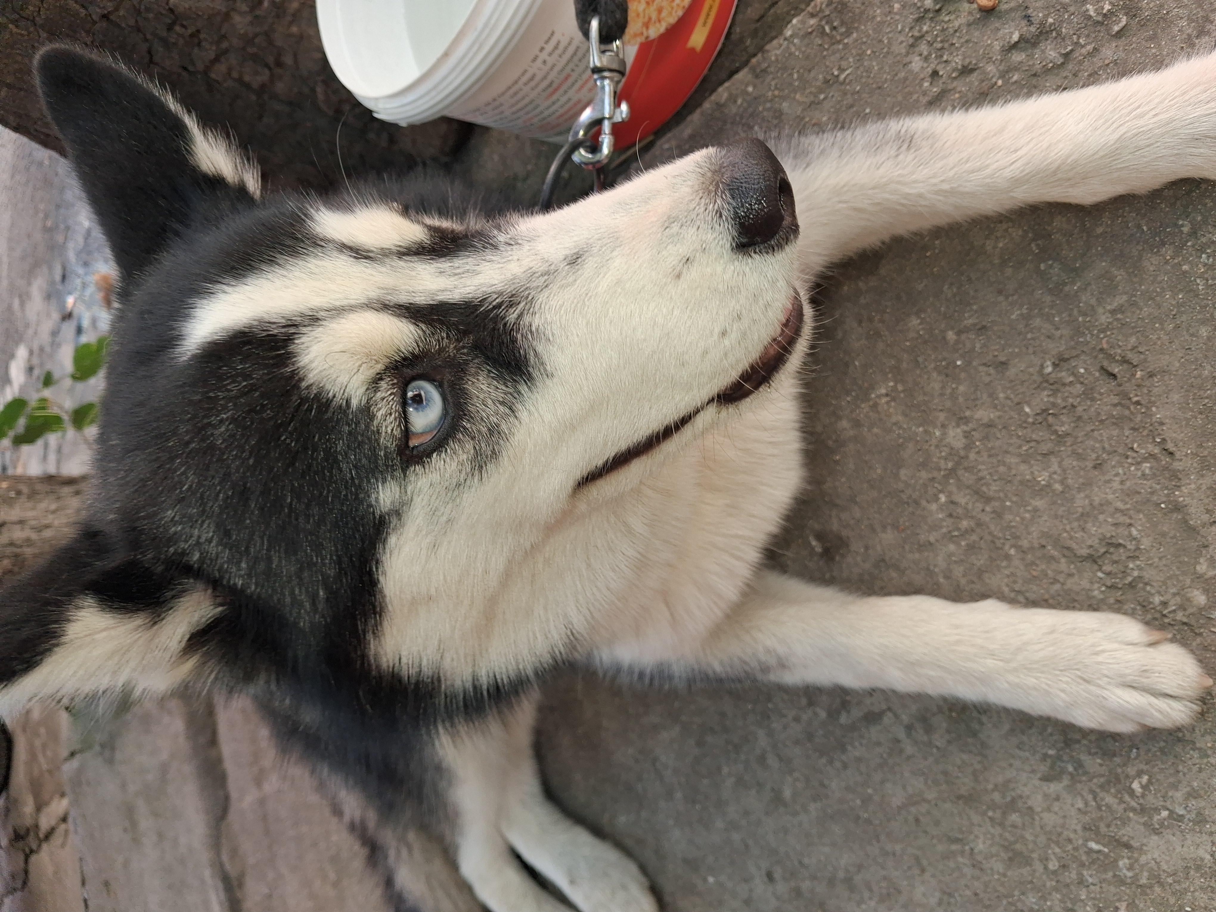 It's a female husky  - Dog