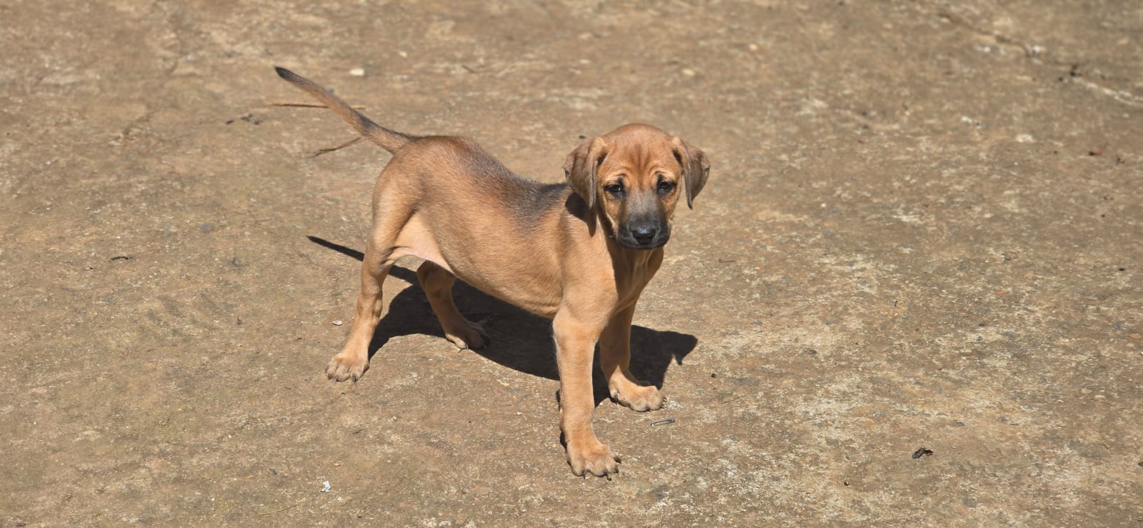 Pure KOMBAI Male Puppy for Sale | KCI Parents | Vaccinated | 60 Days Old - Dog