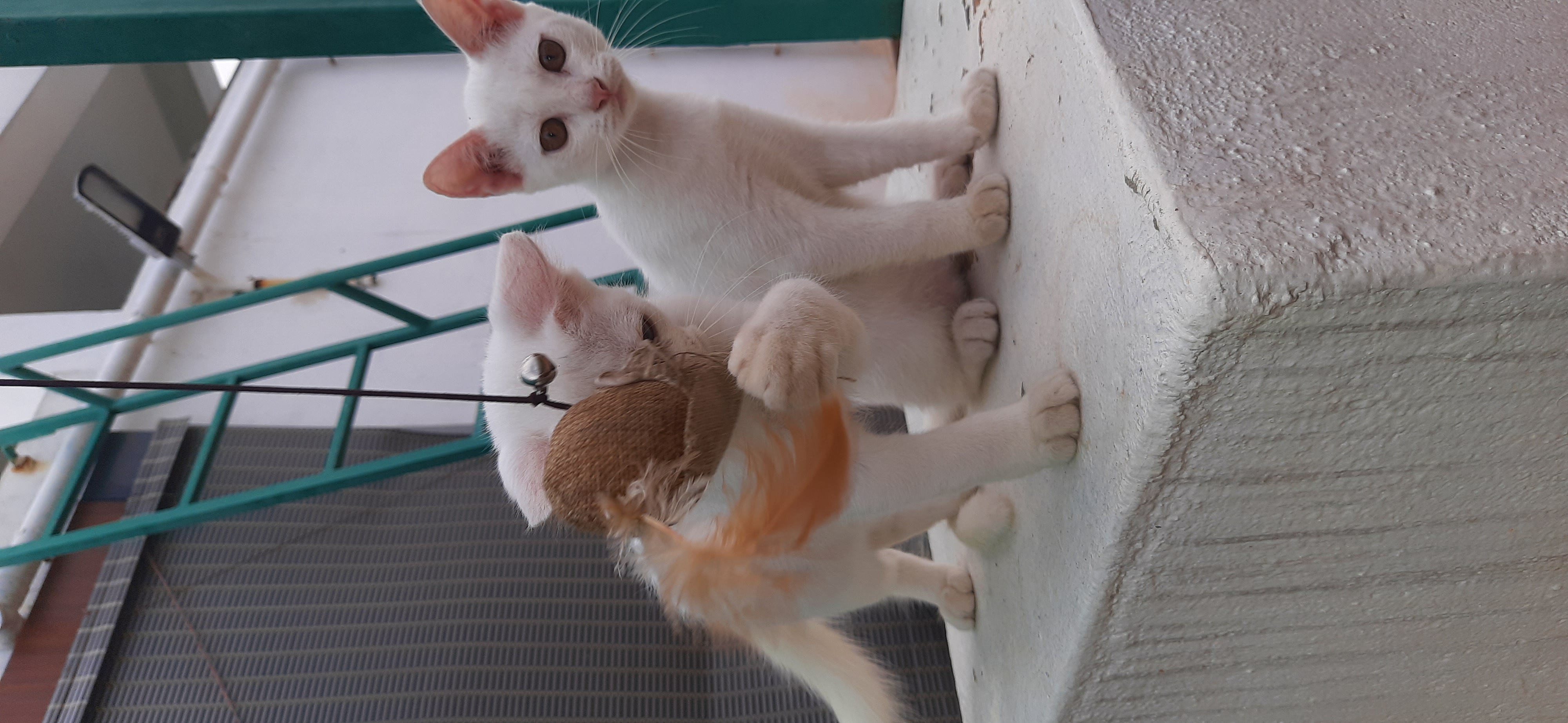 Healthy Beautiful Kittens - Cat