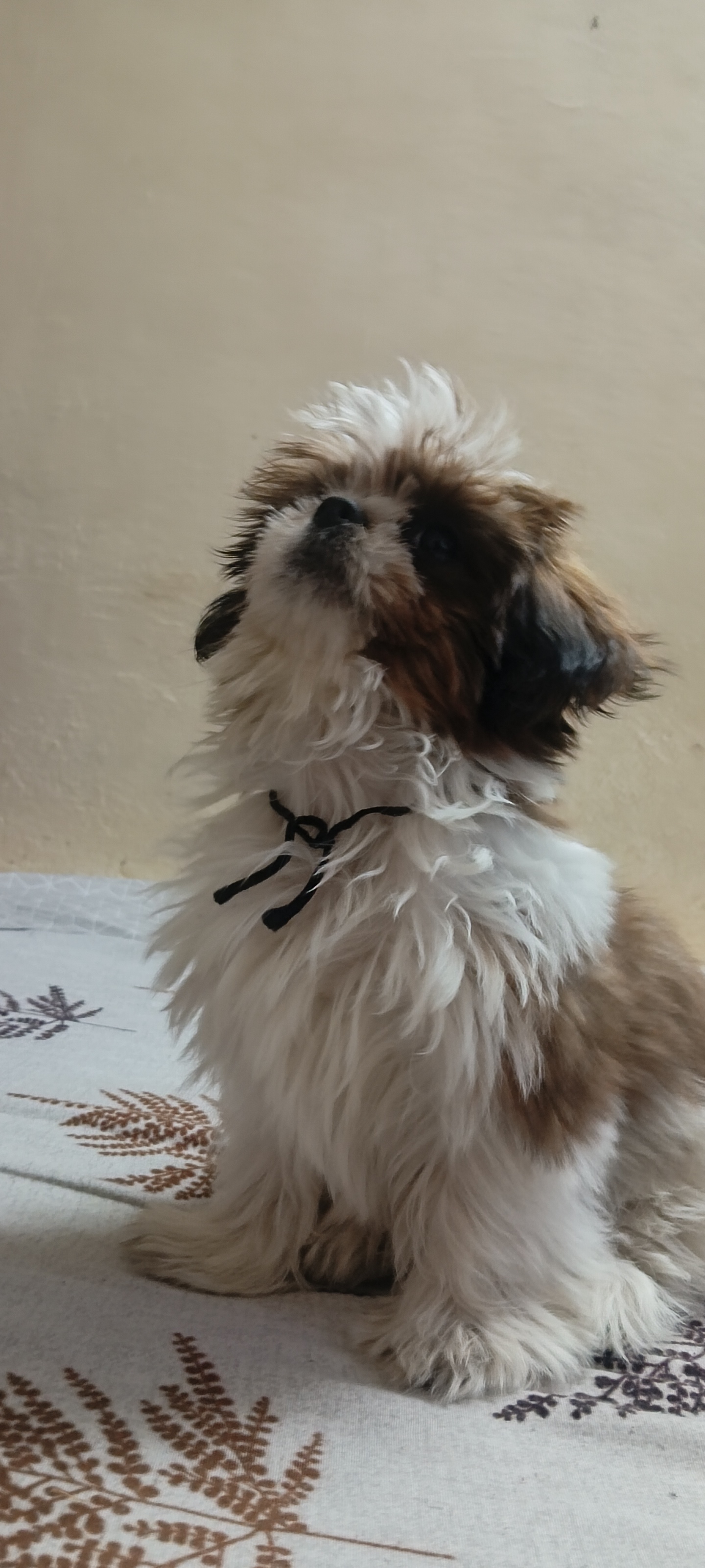 Energetic and vibrant and ultra Active  - Dog