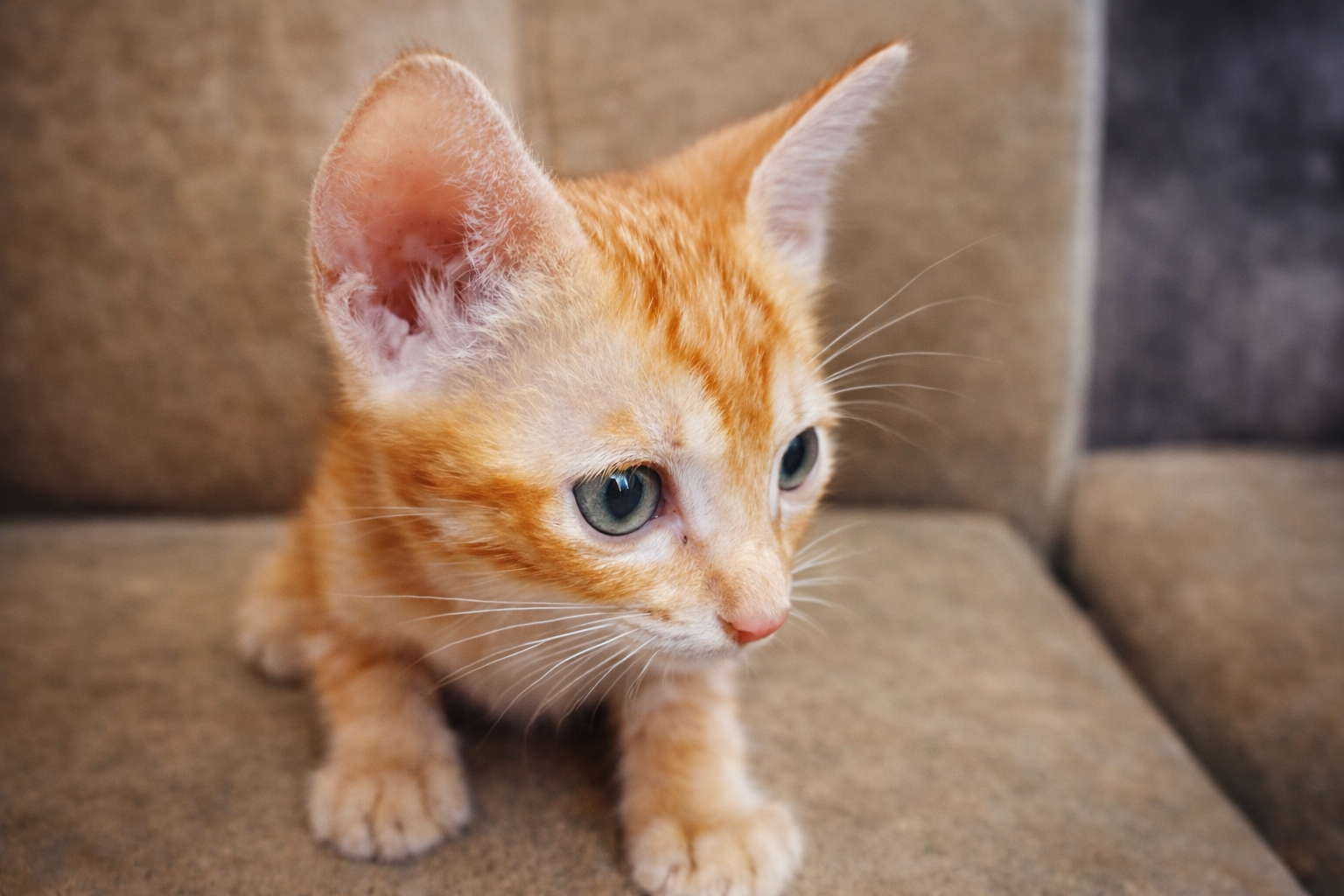 FRIENDLY KITTENS . - Cat