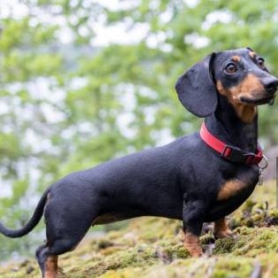 Adult 3 puppies 3 - Dog