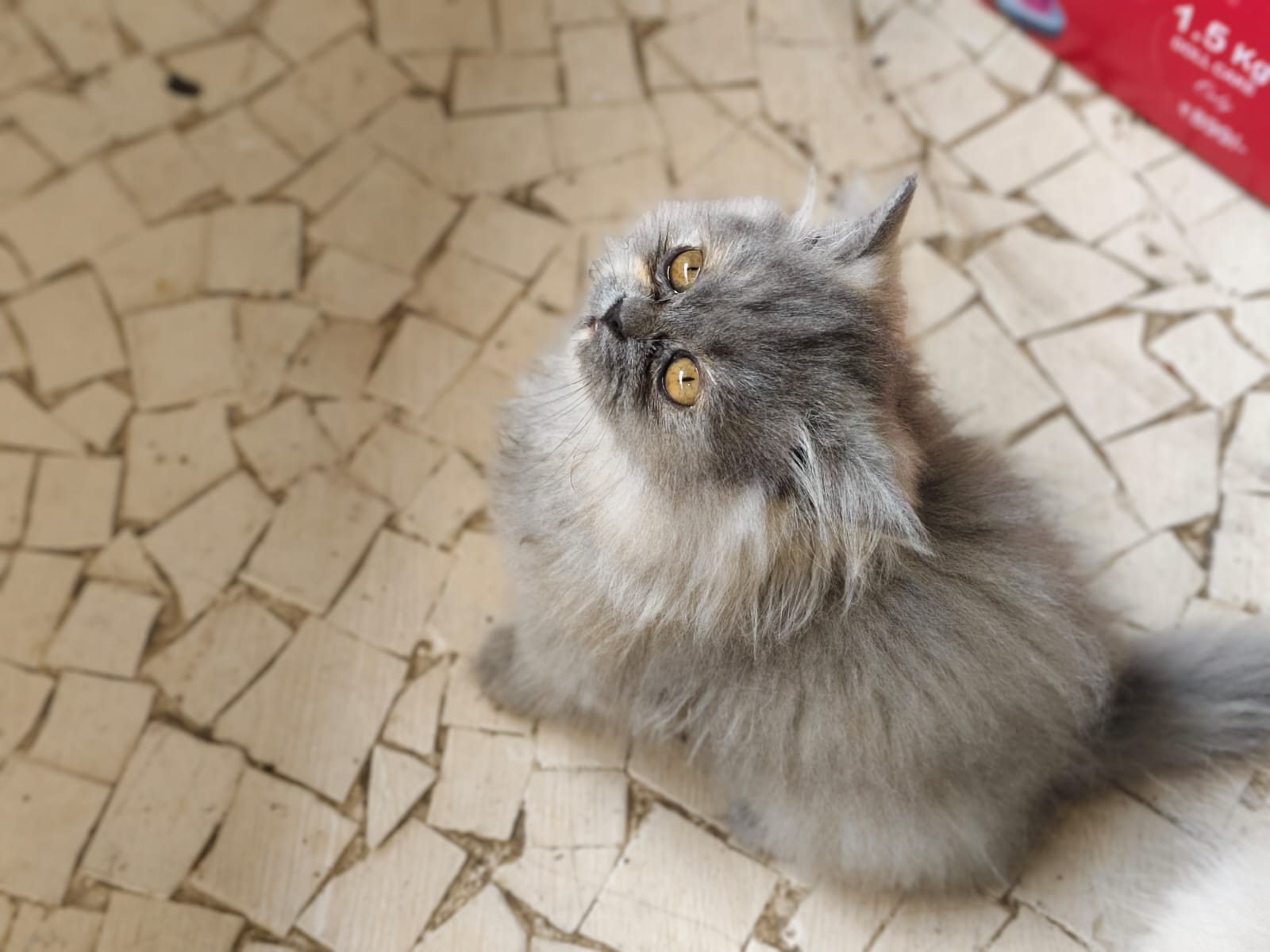 2 male and 2 female Persian kittens  - Cat