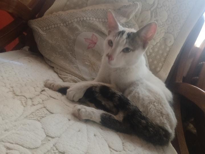 Indian cat  - Cat in Nanau road sasni, sid nagar chauraha.