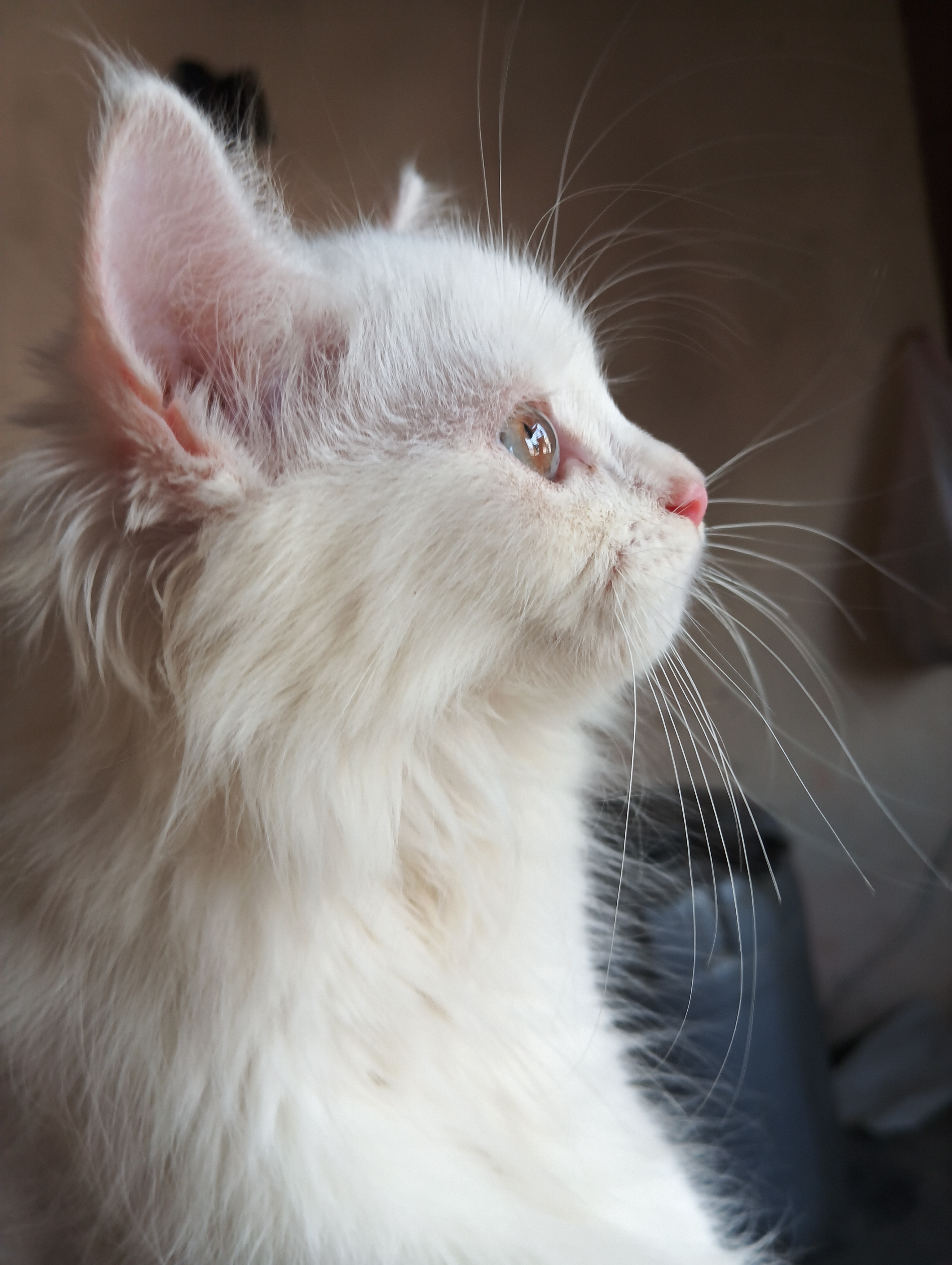 Persian Male Cat for Sale  8 Months  Healthy & Active - Cat