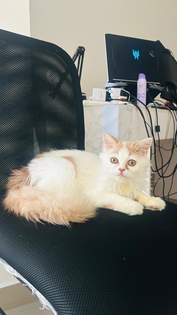 White and orange persian kitten male and female - Cat