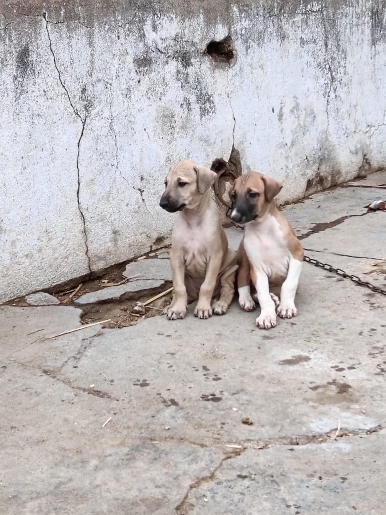 Good quality chippiparai puppies available - Dog