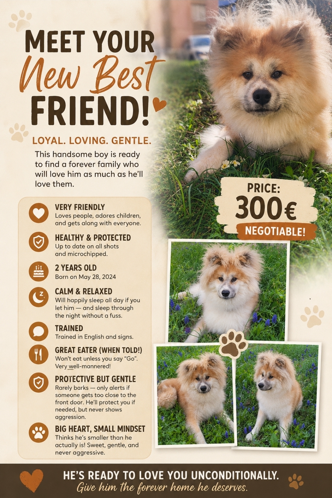 Dog for Sale - Dog