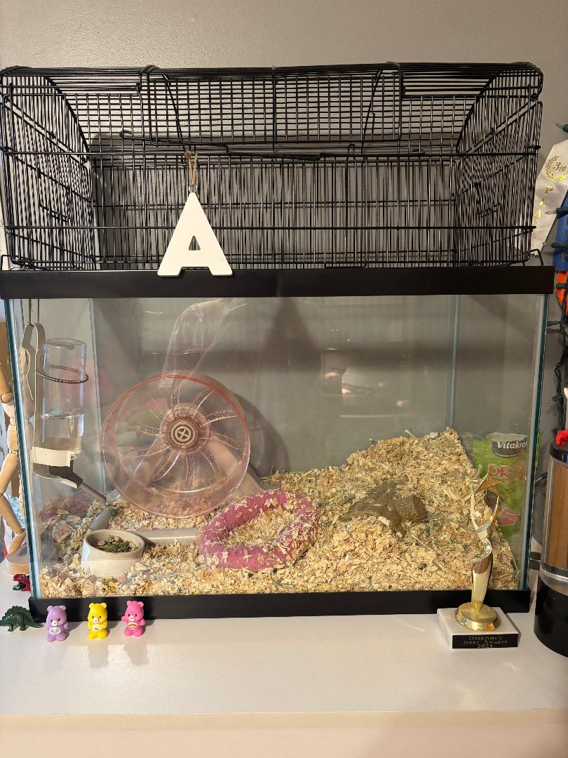 Teddy Bear Hamster & Equipment - Other