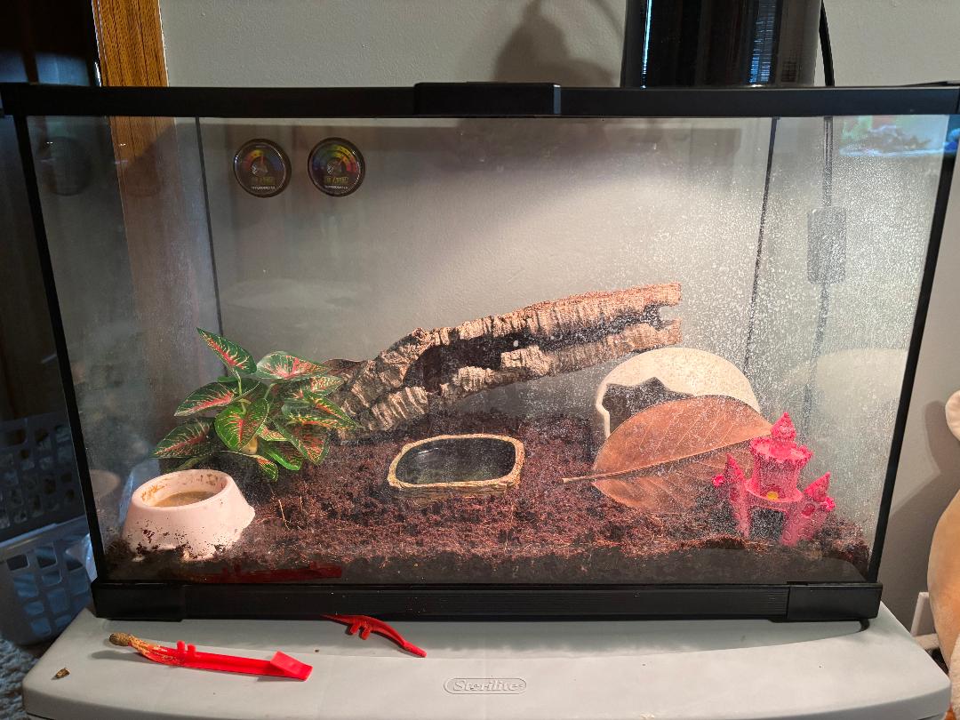Crested Gecko & Equipment - Other