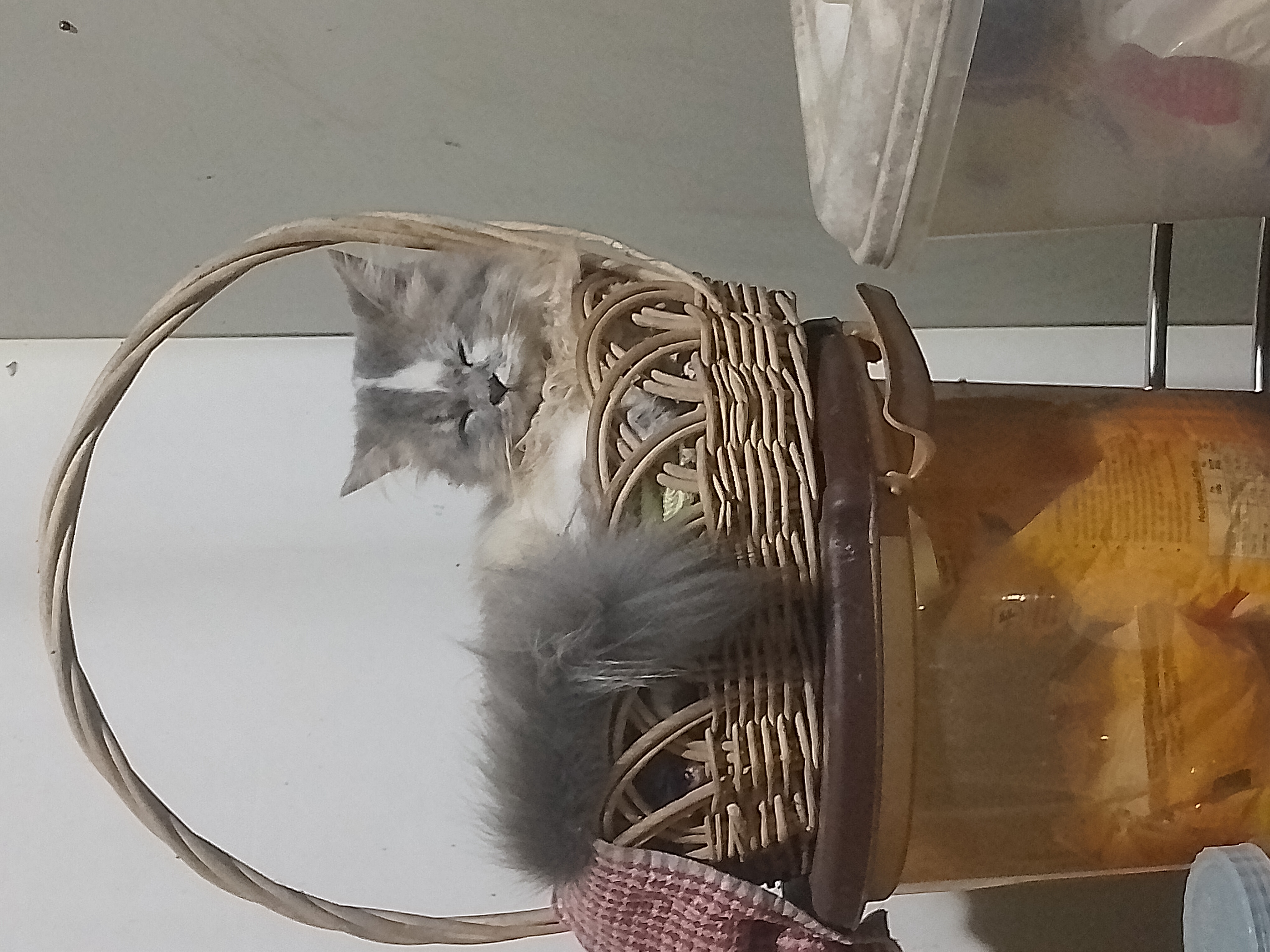 Persian cat doll face - Cat in Mundakayam 