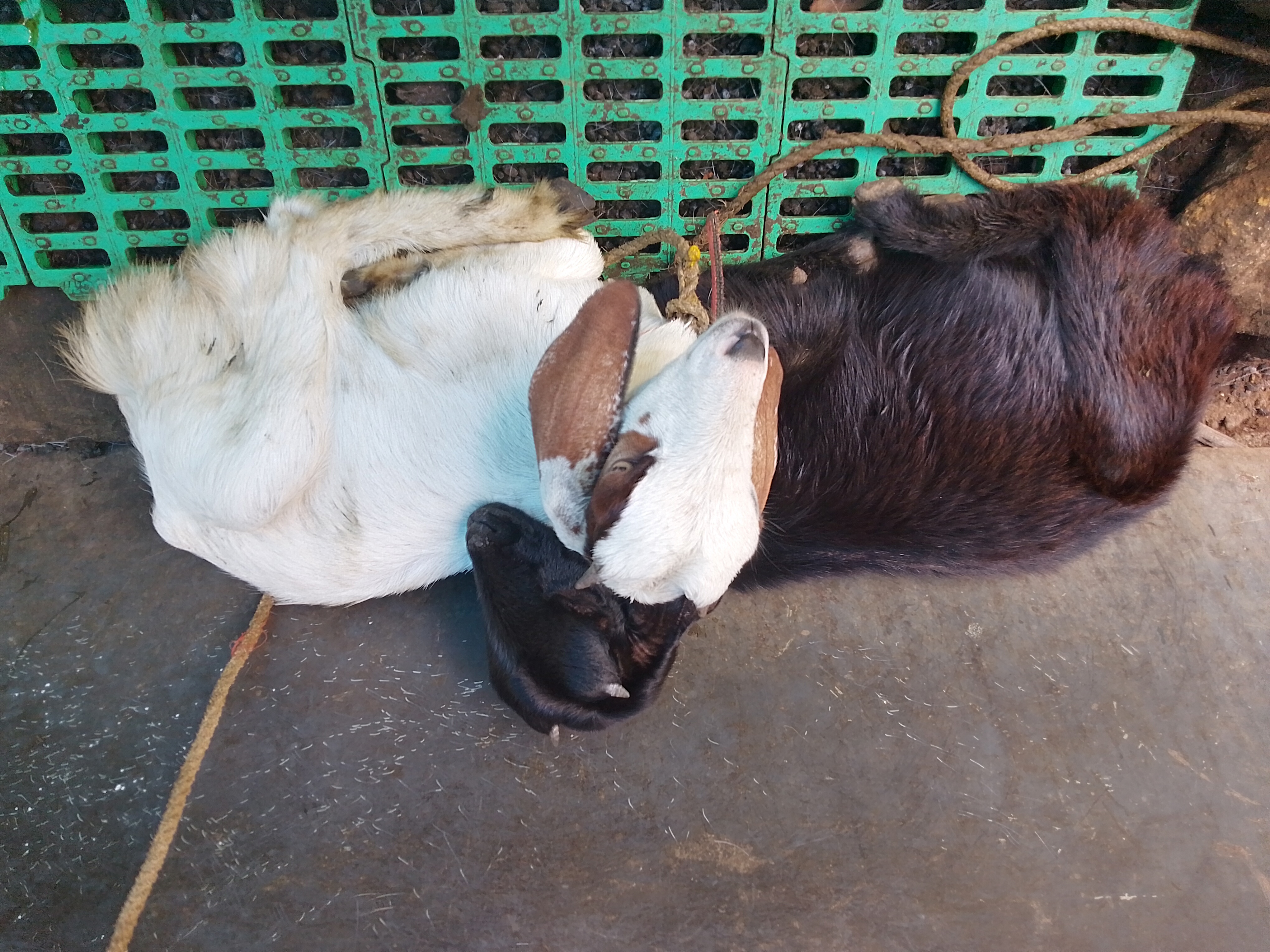 Goats for sale - Sheep