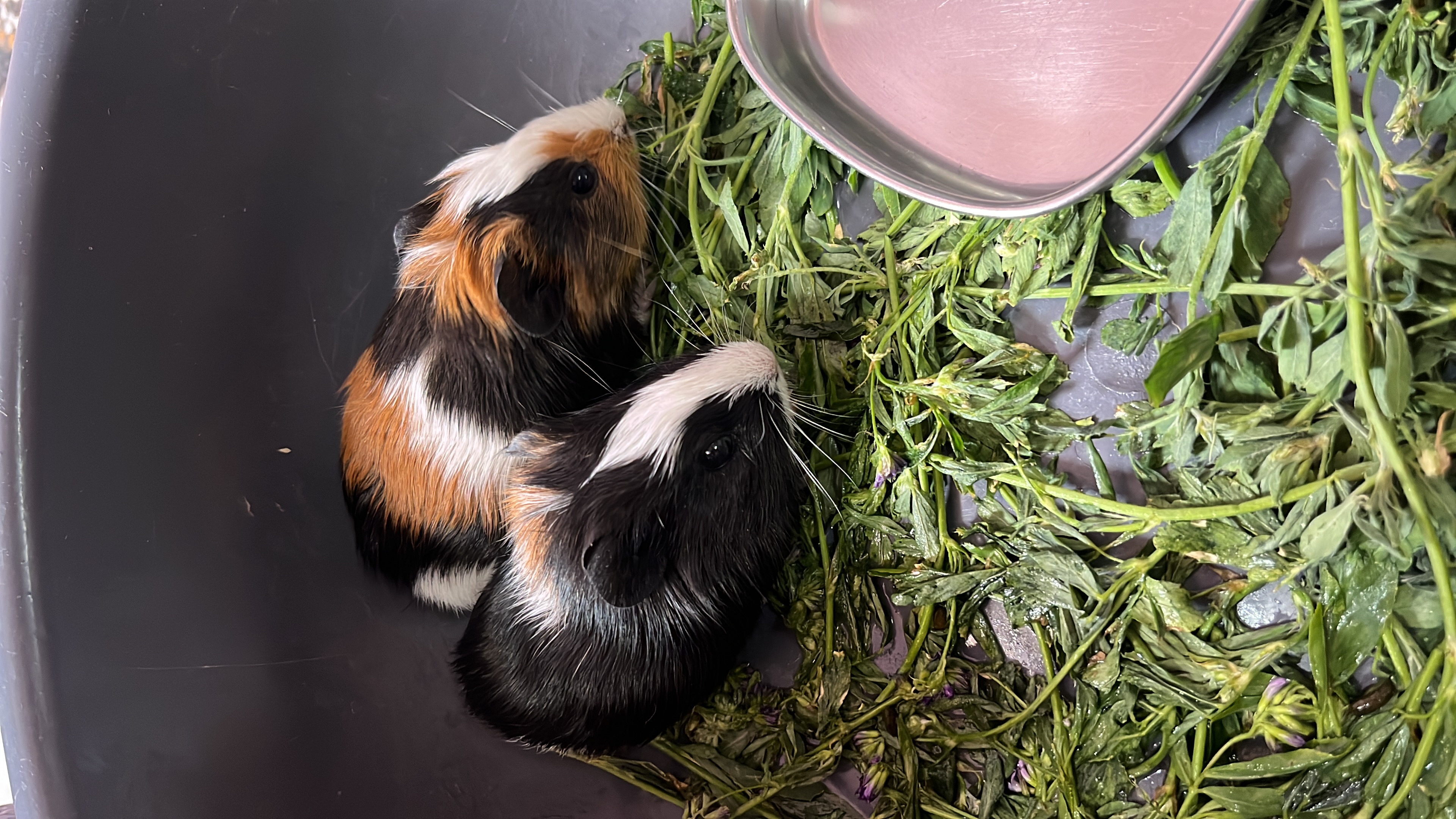 Pair of a male and a female guinea pig babies - Other