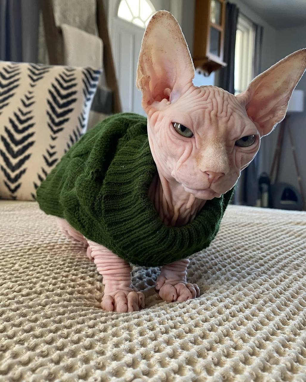 playful and loving sphynx kittens - Cat
