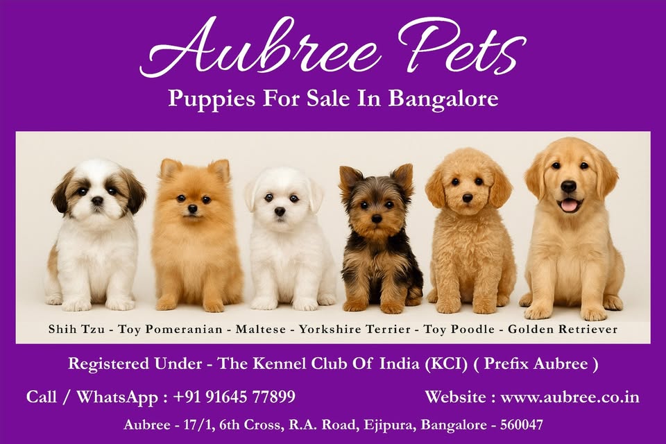 Golden Retriever Puppies for Sale in Bangalore – Bring Home a Loyal Companion | Aubree - Dog
