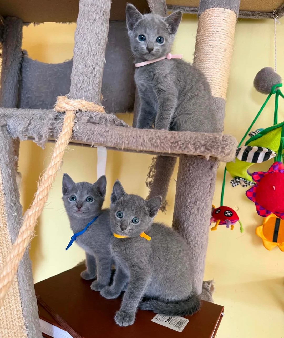 Russian Blue kittens - Cat