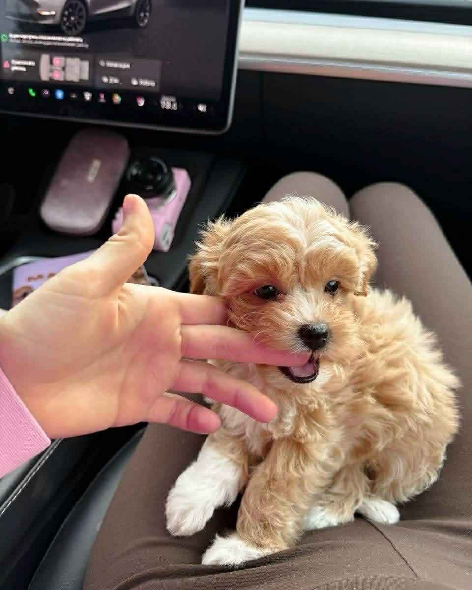 Maltipoo puppies ready to go NOW - Dog