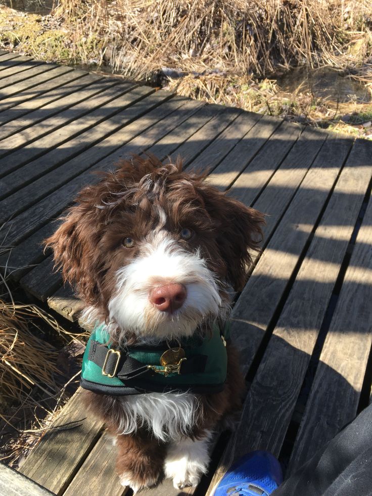 Portuguese Water Dog Puppies Available!  - Dog